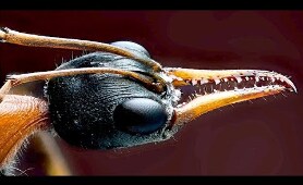 Empire of the Ants - BBC Documentary HD