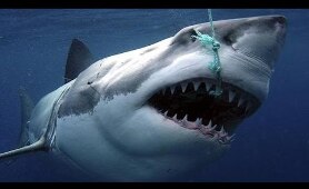 Sharks : Scavengers of the Seas - Documentary