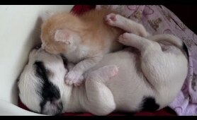 CNN Distraction: Watch kitten and puppy cuddling