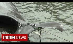 Where whales are back on the menu - BBC News