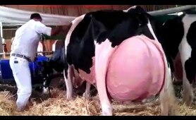 Modern Cow Farming Harvest Milking Technology Machines, Skill Method Breeding Shorten Labor Time