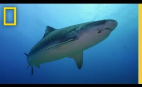 Could Sport Fishing Cause Shark Attacks? | When Sharks Attack: Tropical Terror