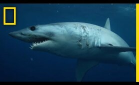 Sharks 101 | National Geographic