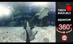 The best aquarium inside 360 degree view vr video and vr movies