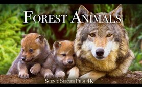 Forest Animals 4k - Amazing World of Forest Wildlife | Scenic Relaxation Film