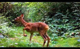 Animal Life In The Woods / Hidden Lives of Forest Animals in the Wild / Relaxing Nature Video