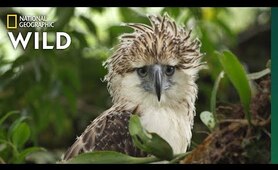 Watch an Endangered Philippine Eagle Chick Grow Up in Rare Video | Nat Geo Wild