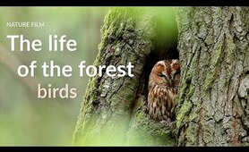 The life of the forest. Birds