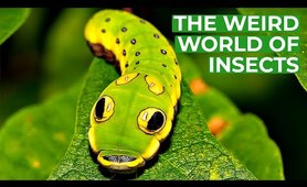 Wildlife - Just Insects | Free Documentary Nature