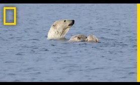 Polar Bears Practice 