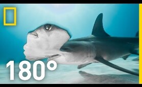 Shark Encounter in 180: Worth More Alive | National Geographic