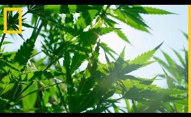Cannabis 101 | National Geographic en Español
