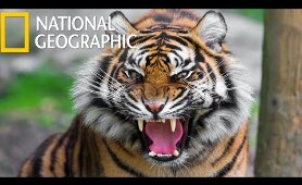 American Tiger  (National Geographic) / HD