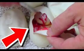 Cutting open snake eggs 