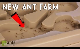 M fire ants new ant farm 