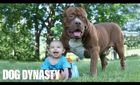 Giant pitbull and a baby 